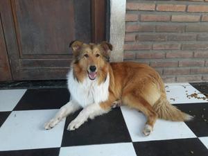 Collies de 5 meses. Papas Presentes. Vacunados y