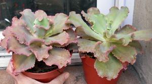 Echeveria curl en maceta 12