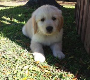 GOLDEN RETRIEVER HEMBRITA DORADA!! ACEPTO TARJETAS/ENVIOS