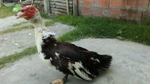 HERMOSO PATO CRIOLLO