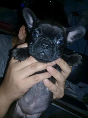 Hermosos Bulldog Francés
