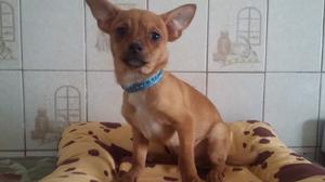 Hermosos Chihuahuas Machitos de 5 meses