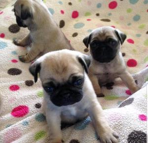 Pug Carlino listos para entregar