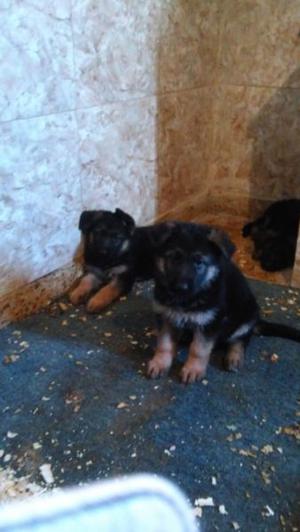 Vendo 2cachorras de Ovejero Alemán