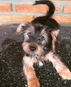 Vendo Yorkshire terrier