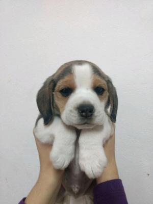 Vendo beagle tricolor