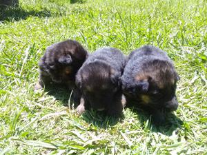 Vendo cachorros Ovejero alemán en Brandsen