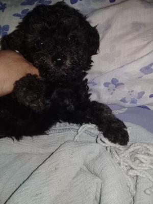 Venta de caniche negro