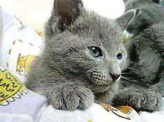 gatitos azul ruzñ