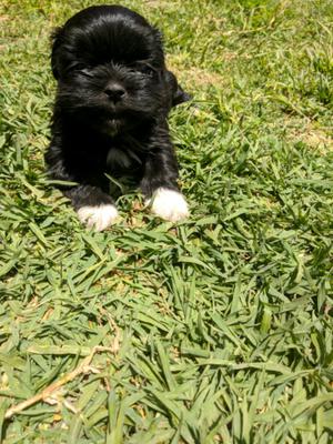 Cachorro Shitzu tricolor