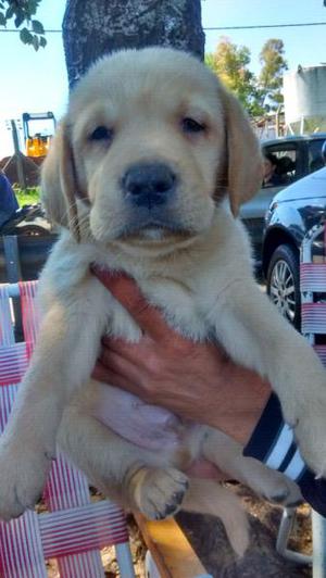 Cachorro labrador nacidos el 20 de octubre vacunados y