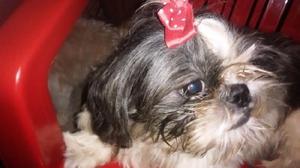 Hermosos cachorros shih tzu