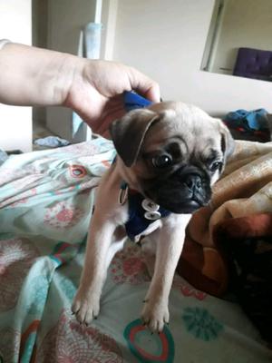 Pug Carlino cachorro