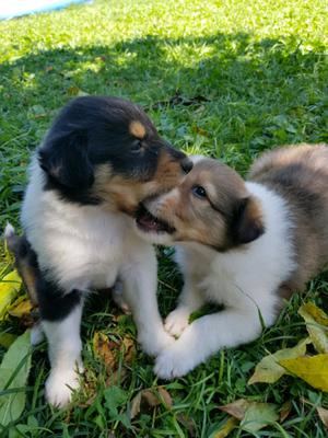 Rouge collie Cachorros