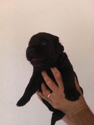 Vendo Cachorros Labradores Negros