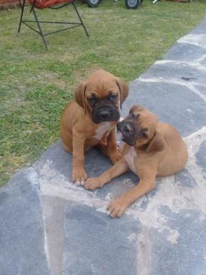 Vendo hermosos cachorros boxee