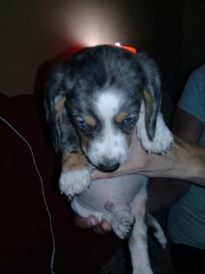 Hermosos cachorros de salchichas