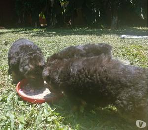 Vendo cachorros manto negro