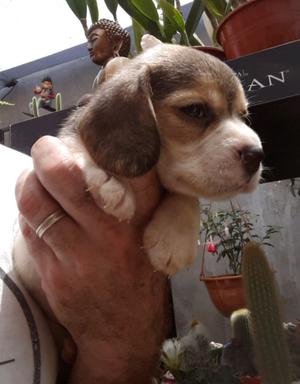 BEAGLES PARA NAVIDAD