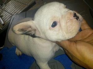 Bulldog francés con gen blue ultimas hembritas !! EXCELENTE