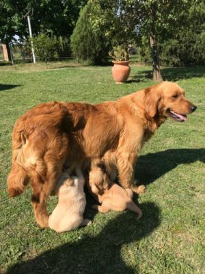 Cachorras golden retrevier doradas