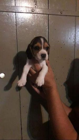 Cachorros BEAGLE SPANIEL