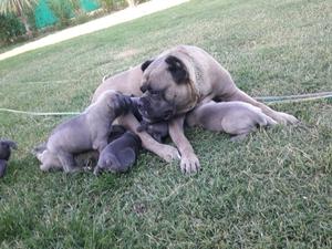 Cachorros Cane Corso