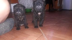 Cachorros de sharpei