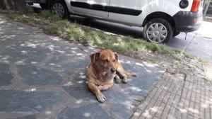 Perrito macho muy dulce en la calle URGENTE.