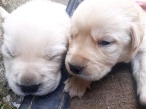 Se venden labradores. 5 hembras y 3 machos