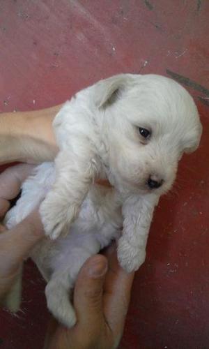 Vendo cachorrita Bichon Frise!