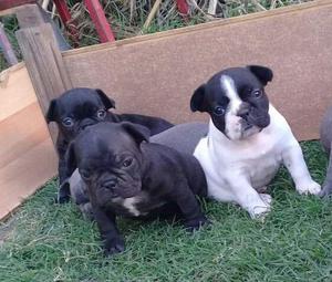 Vendo cachorros Bulldogs Francés