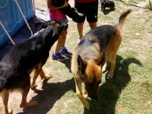 Vendo cachorros ovejeros