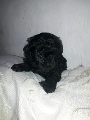 Vendo caniches toy