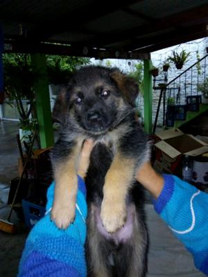 CACHORROS OVEJEROS ALEMAN