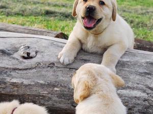 Cachorros labrador Godspeed-labs