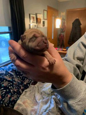 Cachorros shar pei