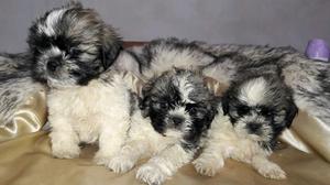 Cahorros shih tzu tricolor