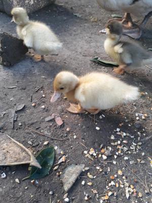 Patitos criollos hermosos