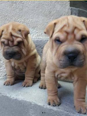 Vendo perritos shar pei