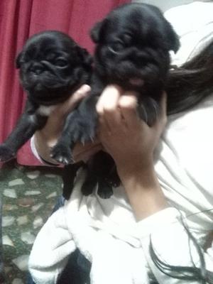 Cachorros de pug carlino