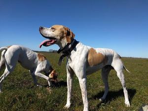 EXCELENTES CACHORROS POINTER