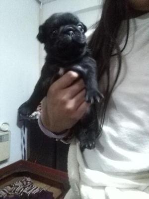 Hermosos Pug carlino