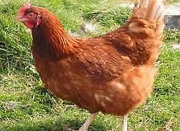 gallinas y gallos de varias razas mar del plata