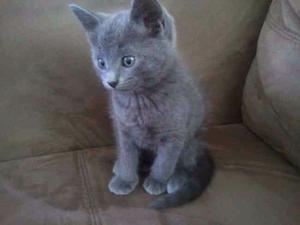 gatito azul ruso 50dias