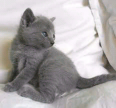 gatito azul ruso50d