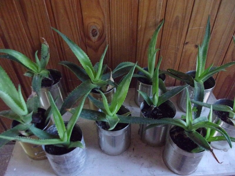 15 Plantas de Aloe Vera