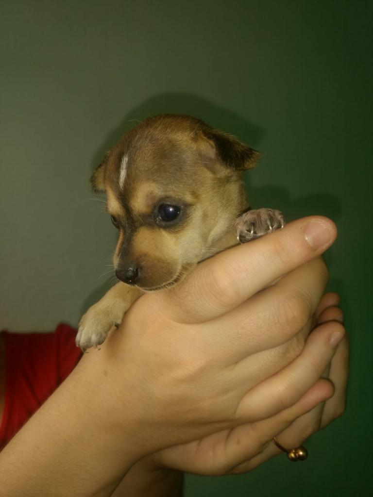 Chihuahuas Miniatura