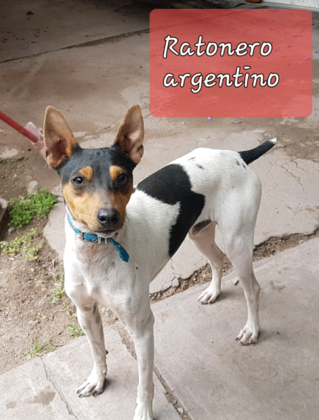 Excelentes cachorros Terrier Ratonero Argentino!!! Tarjetas.