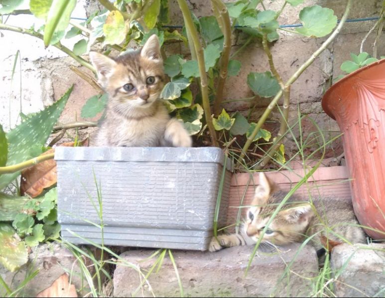 regalo hermosos gatitos atigrados bebe